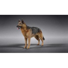 German Shepherd model